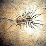 A photo of a centipede on a floor.