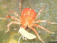 A spider mite, aka two-spotted mite.