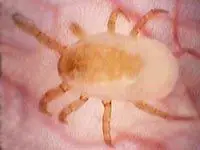 A dust mite.