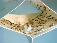 A pheromone moth trap filled with moths.