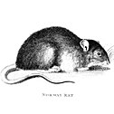 Illustration of a Norway rat