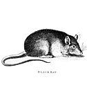 Illustration of a black rat