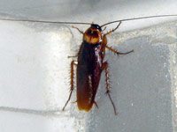 A photo of an American cockroach on a white background.