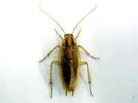 A photo of a German cockroach on a white background.