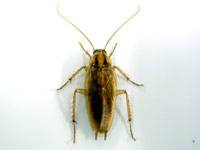 A photo of a German cockroach on a white background.