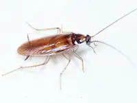 A photo of a brown banded cockroach on a white background.