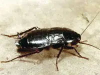 A photo of an Oriental cockroach on an off-white background.