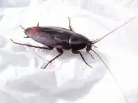 A photo of a smoky brown cockroach on a white sheet.