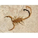 A Bark Scorpion, tan in color.