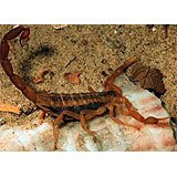 A Striped Scorpion, tan with dark stripes along the back.