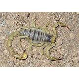 A Arizona Hairy Scorpion, light yellow tail and legs and a gray striped body.