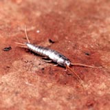 A silverfish on a reddish brown surface.