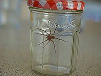 A large spider in a sealed jar with a red and white lid.