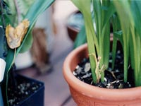 A house plant.