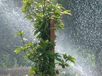 Plant being sprayed with water.