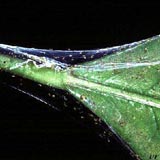 Spider mite webbing.