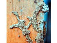 Damage to wood caused by termites.