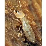 A close-up of a termite.