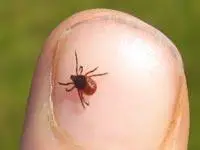 Deer tick on a fingernail to show scale.