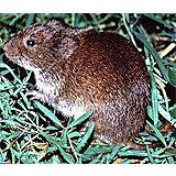 A vole in profile