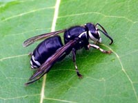 Bald-faced hornet