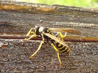 Yellowjacket