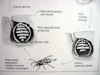 An illustration of a yellowjacket nest