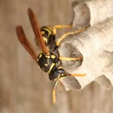 Paper Wasp