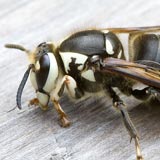 Bald-Faced Hornet