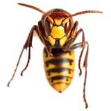 European hornet