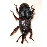 A photograph of a rice weevil on a white background.