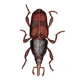 An illustration of a granary weevil.