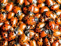 A whole lot of ladybugs.