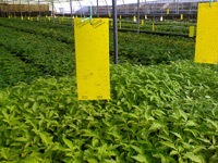 Large yellow stick traps in a greenhouse.