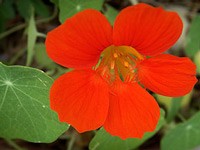 A red nasturium.