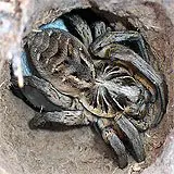 A wolf spider curled up in a dirt hole. Striped back and head, hairy legs and gray and brown in color.