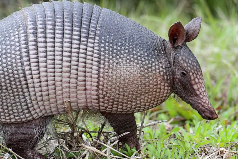 Armadillos