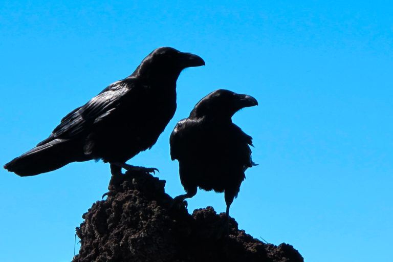 Crows