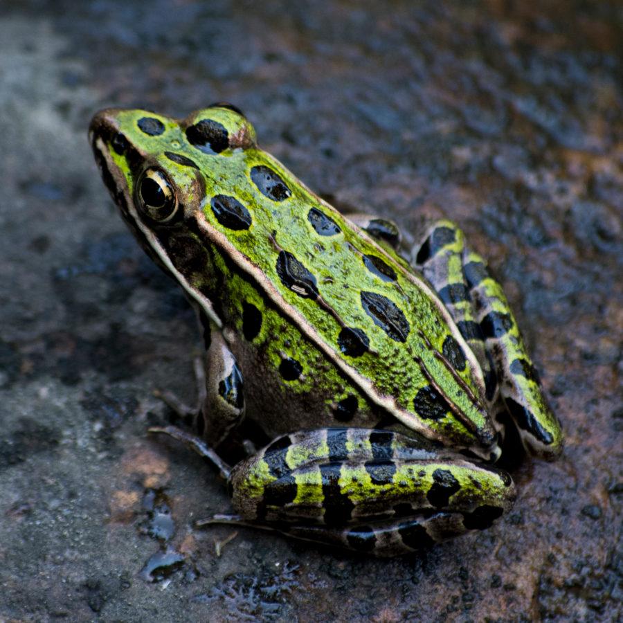 Does Mothballs Get Rid Of Frogs