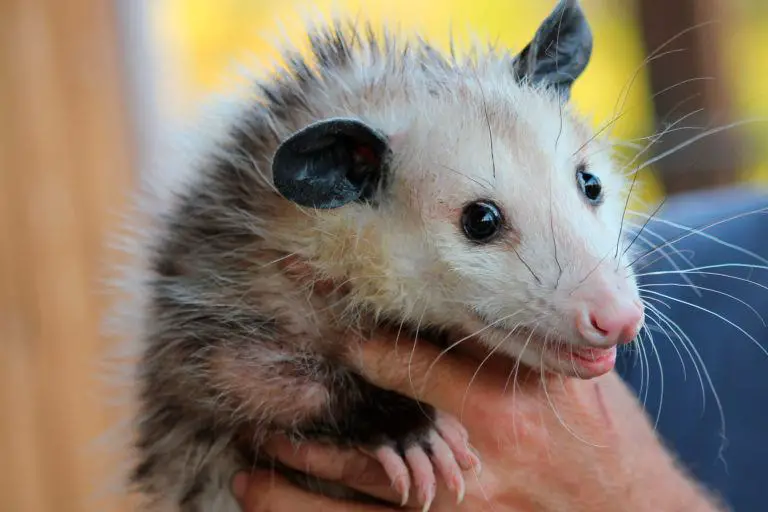 Opossum