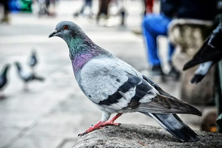 Pigeons