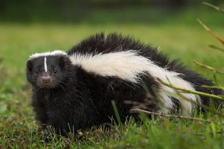 Skunks