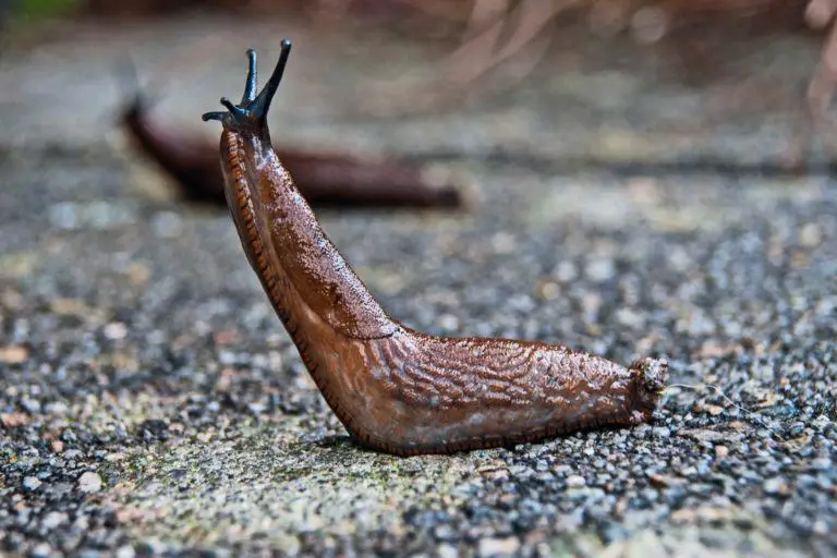 Slugs