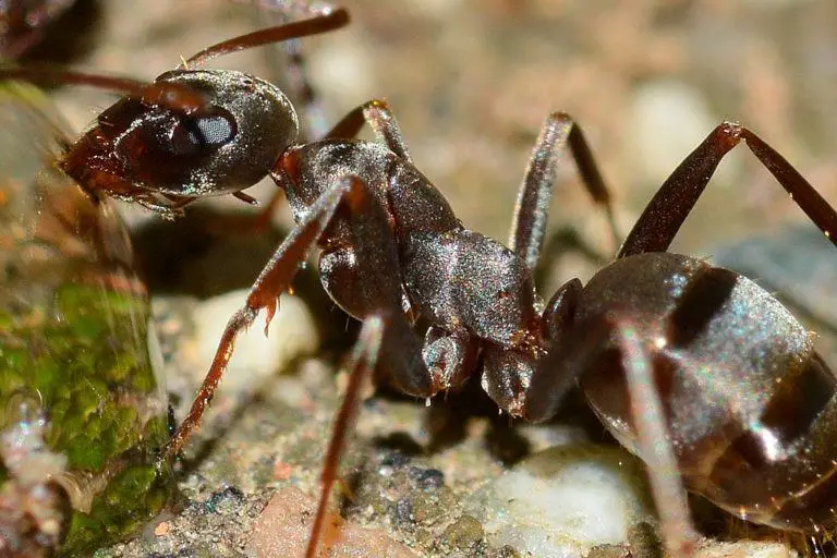 Argentine Ants