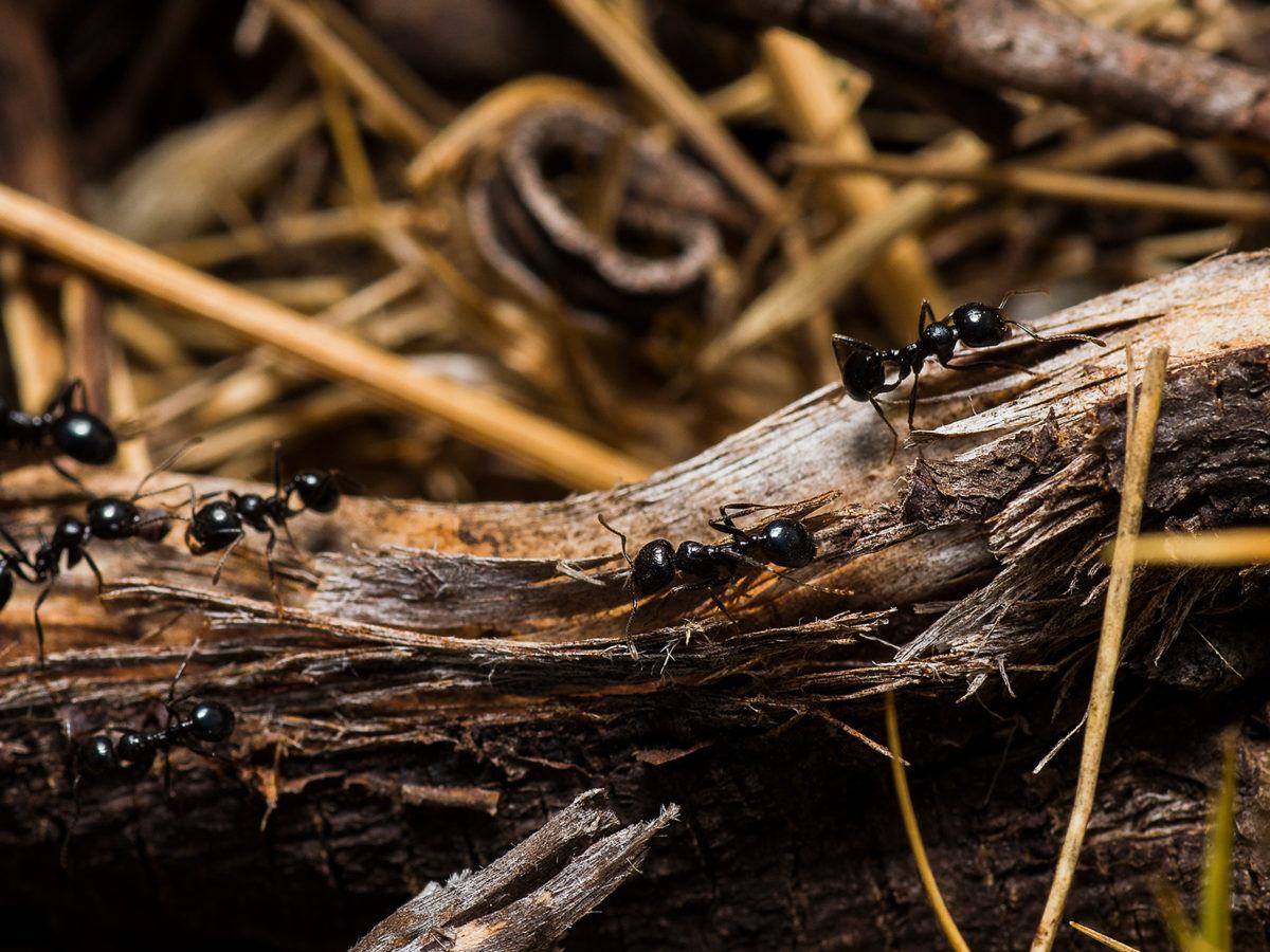 Tiny Black Ants In Carpet Carpet Vidalondon