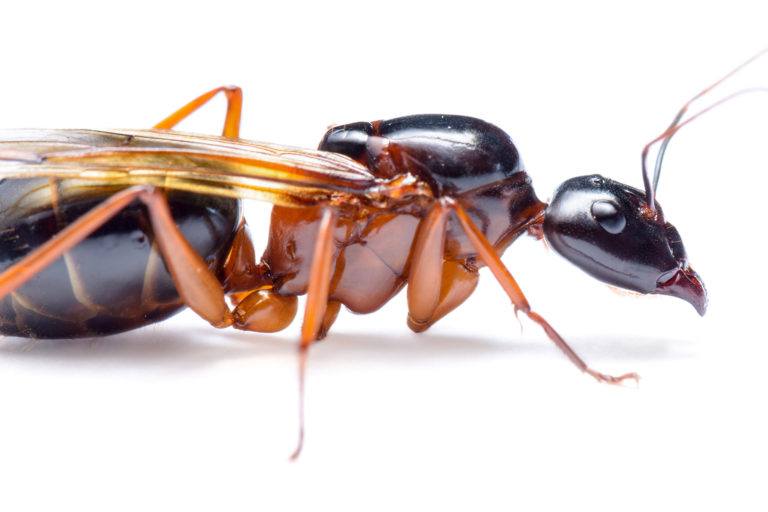 Carpenter Ants