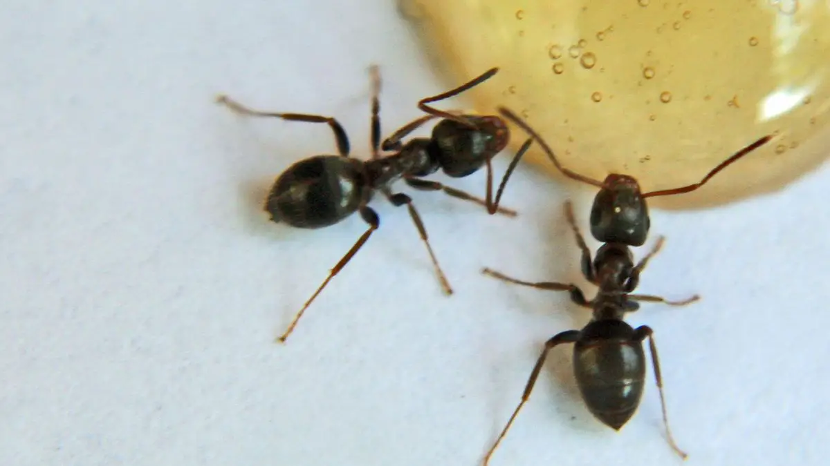 pests ants sugarant