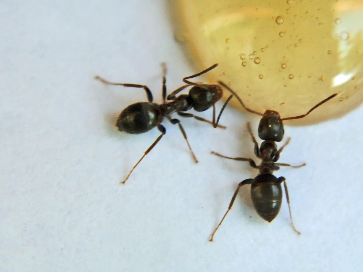 How To Get Rid Of Sugar Ants Getridofthings Com