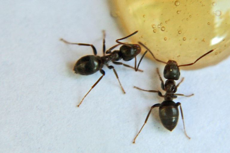 Pests Ants Sugarant 768x512 