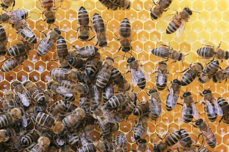 How to Get Rid of a Beehive | GetRidofThings.com